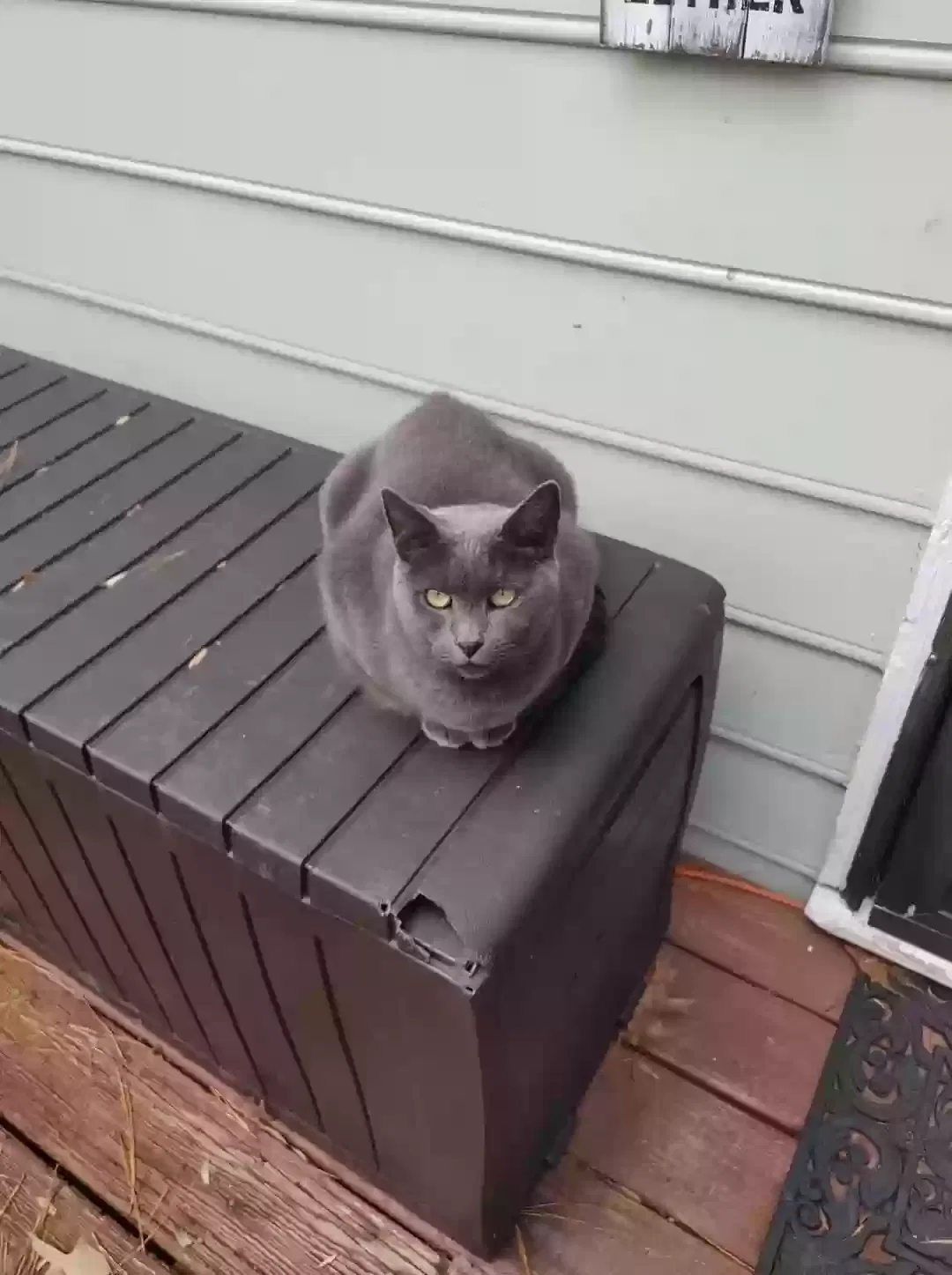 Lost cat in Sanford, NC, 27330