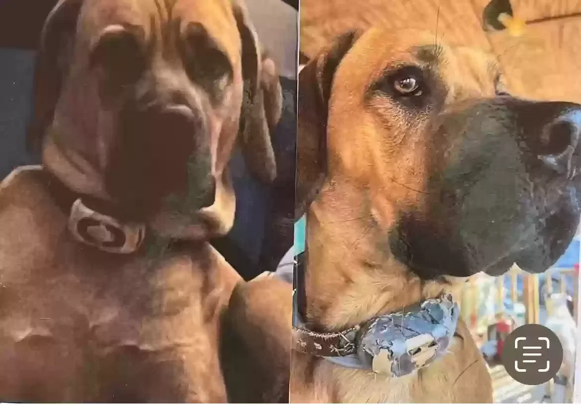 Lost dog in Mooresville, NC, 28115