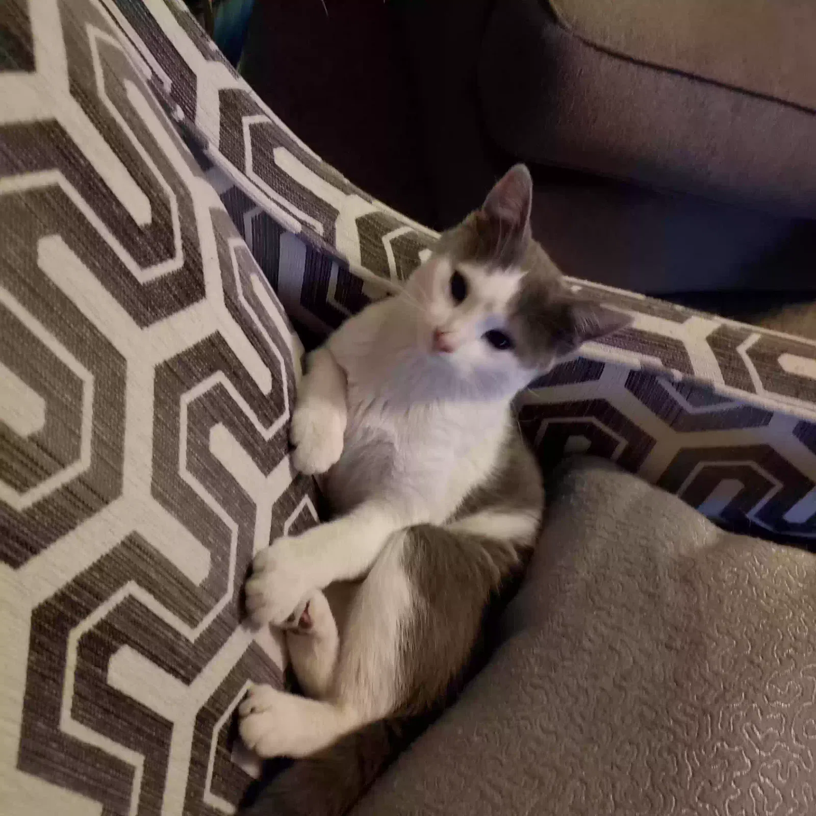 Lost cat in Goddard, KS, 67052