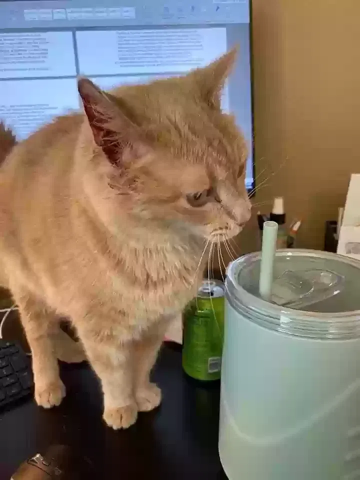Lost cat in The Colony, TX, 75056