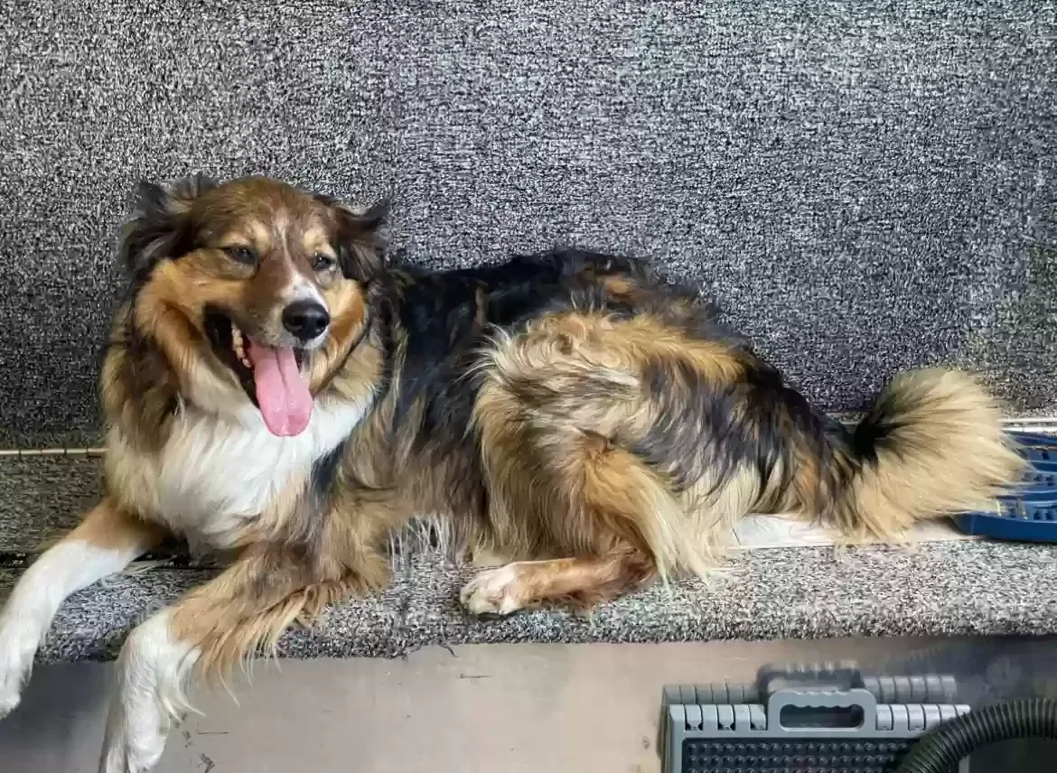 Lost dog in Ottosen, IA, 50570