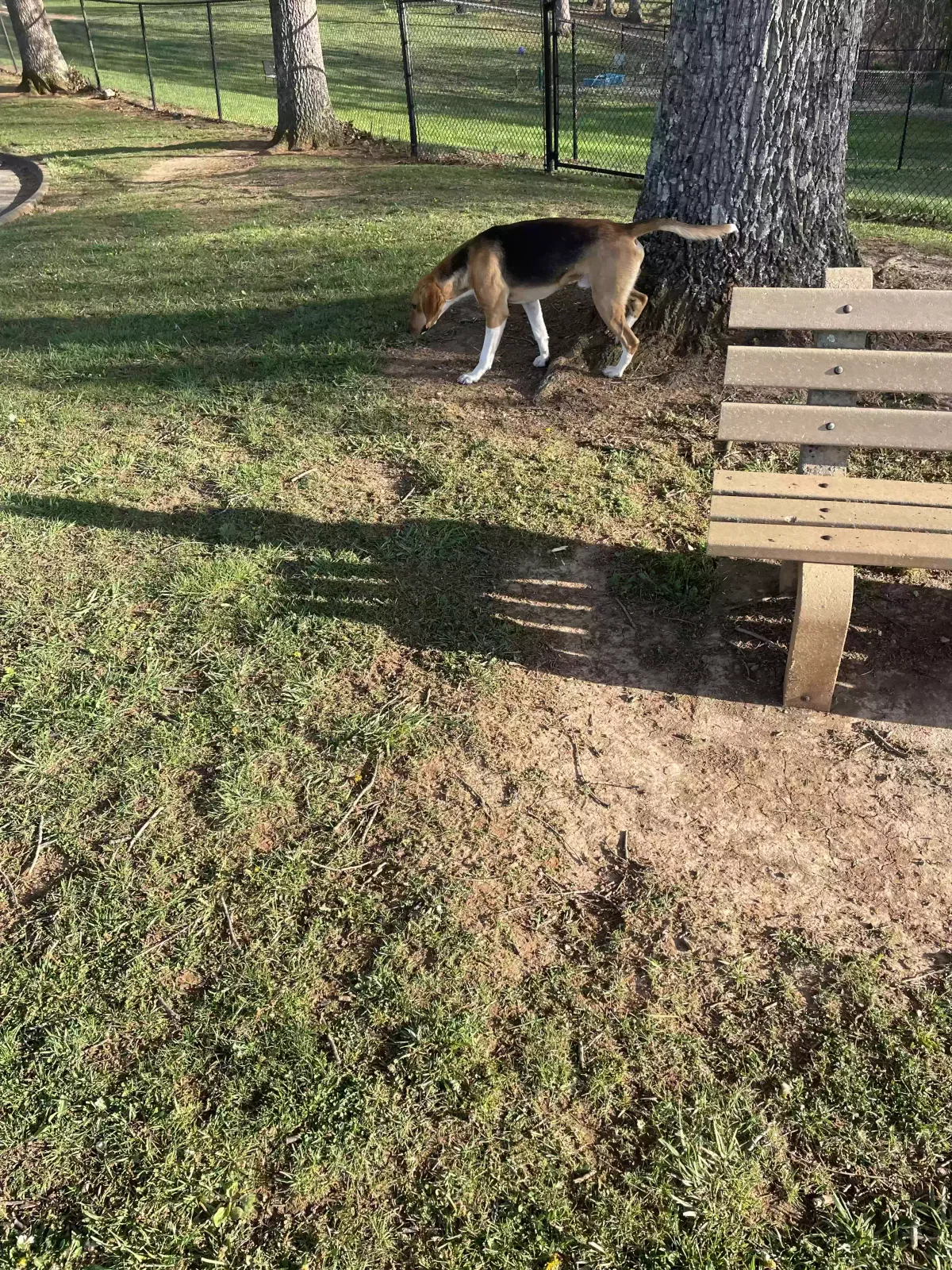 Found dog in Johnson City, TN, 37604
