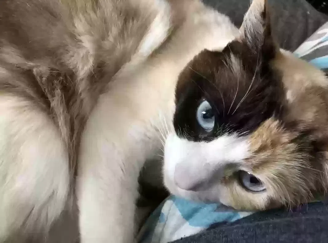 Lost cat in Bremerton, WA, 98311