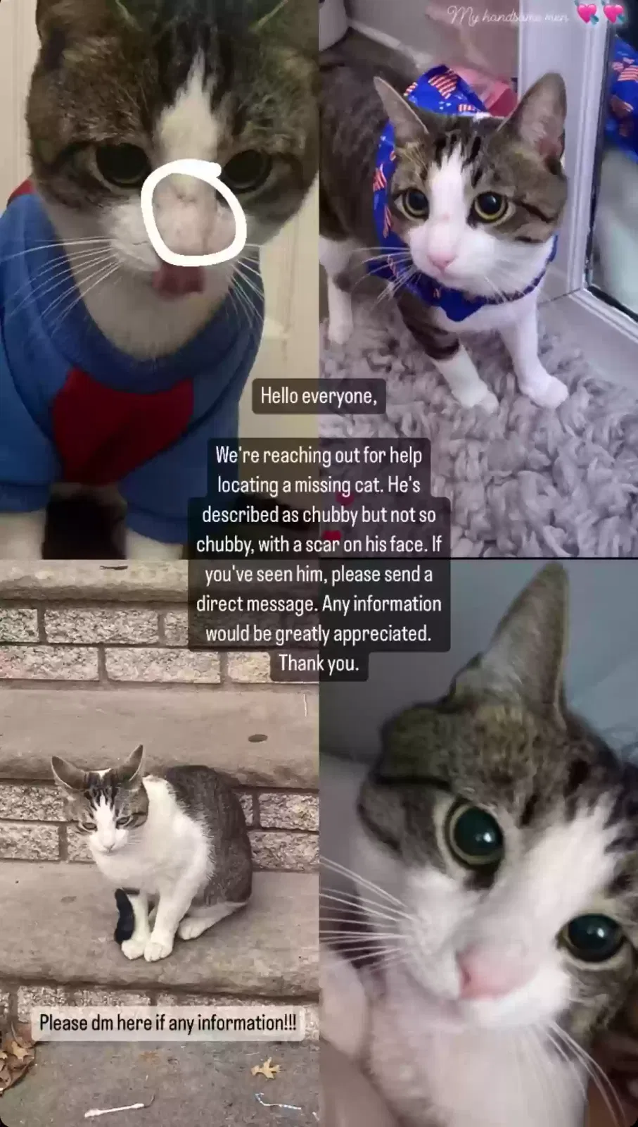 Lost cat in Dunellen, NJ, 8812