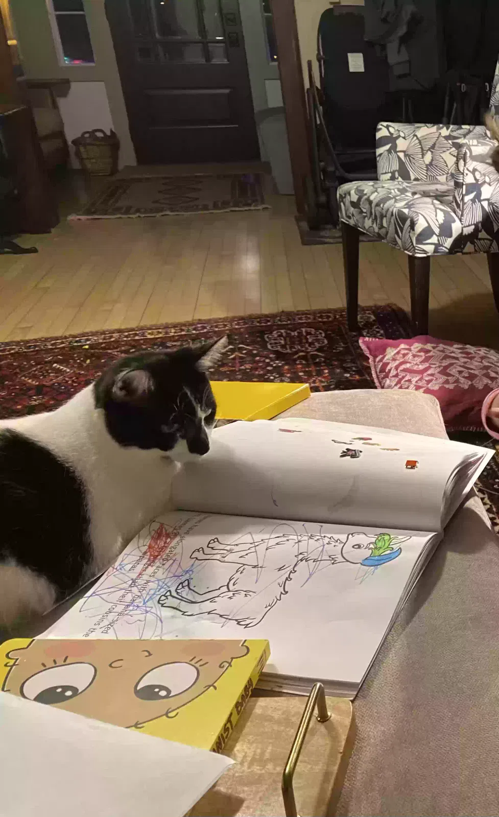 Lost cat in Milwaukee, WI, 53207