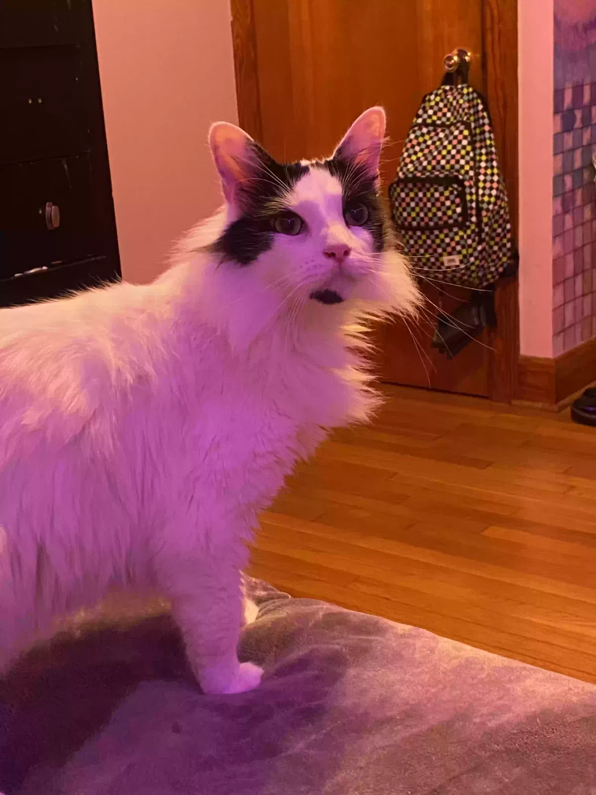 Lost cat in Chesapeake, VA, 23323