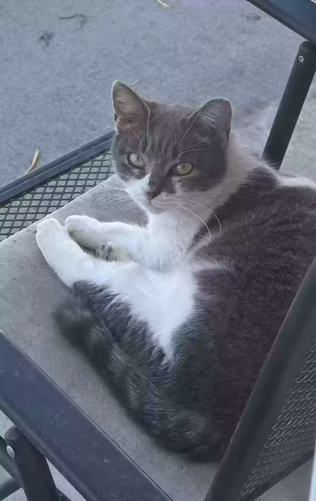 Lost cat in Carrollton, TX, 75006