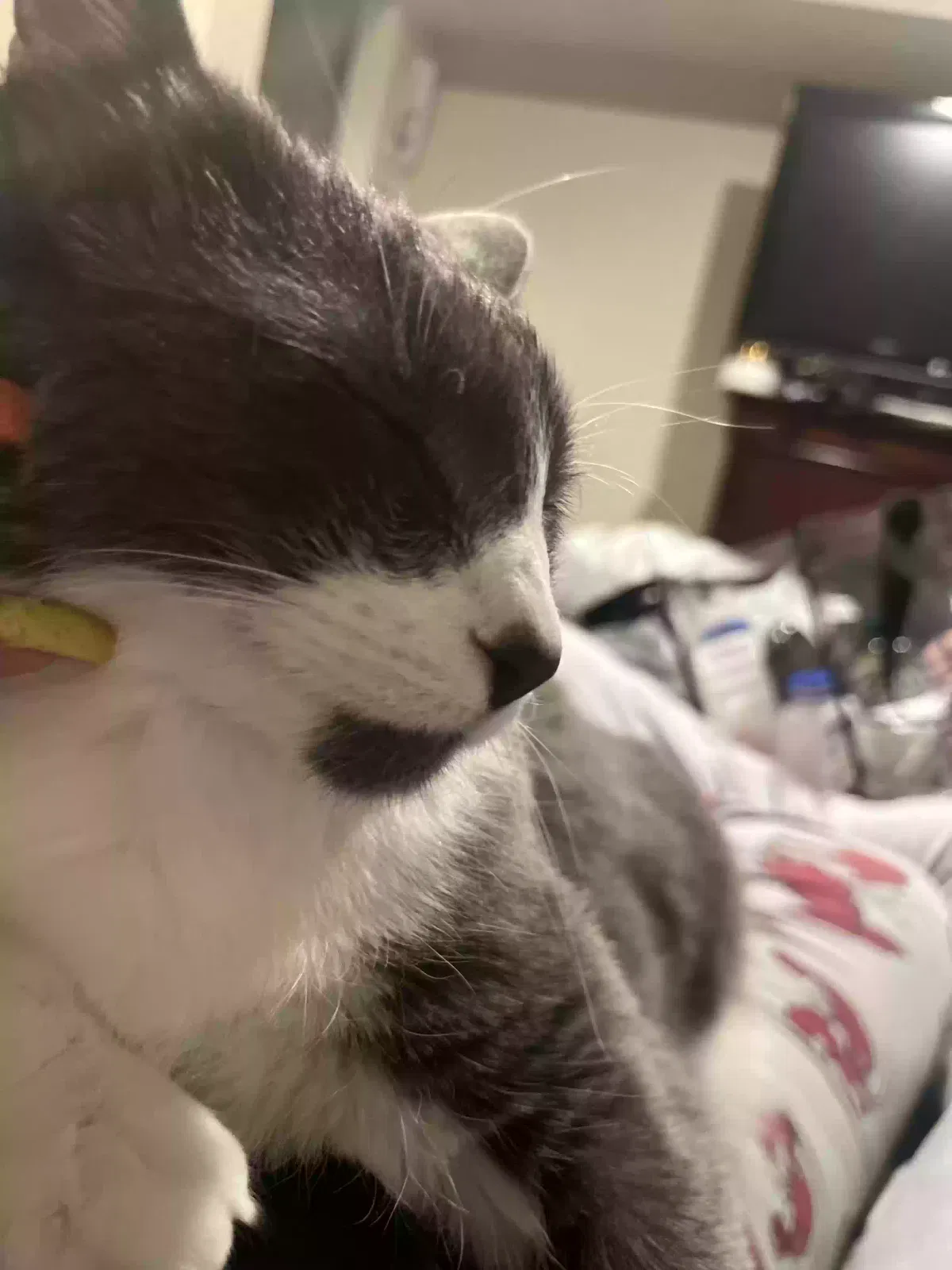 Lost cat in Aurora, CO, 80012