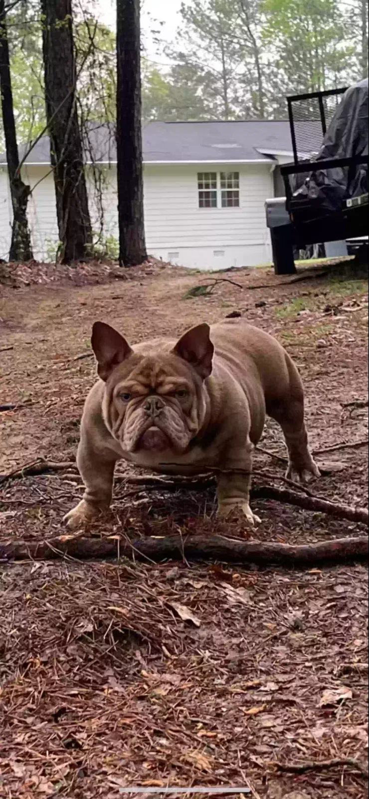 Lost dog in Conyers, GA, 30012