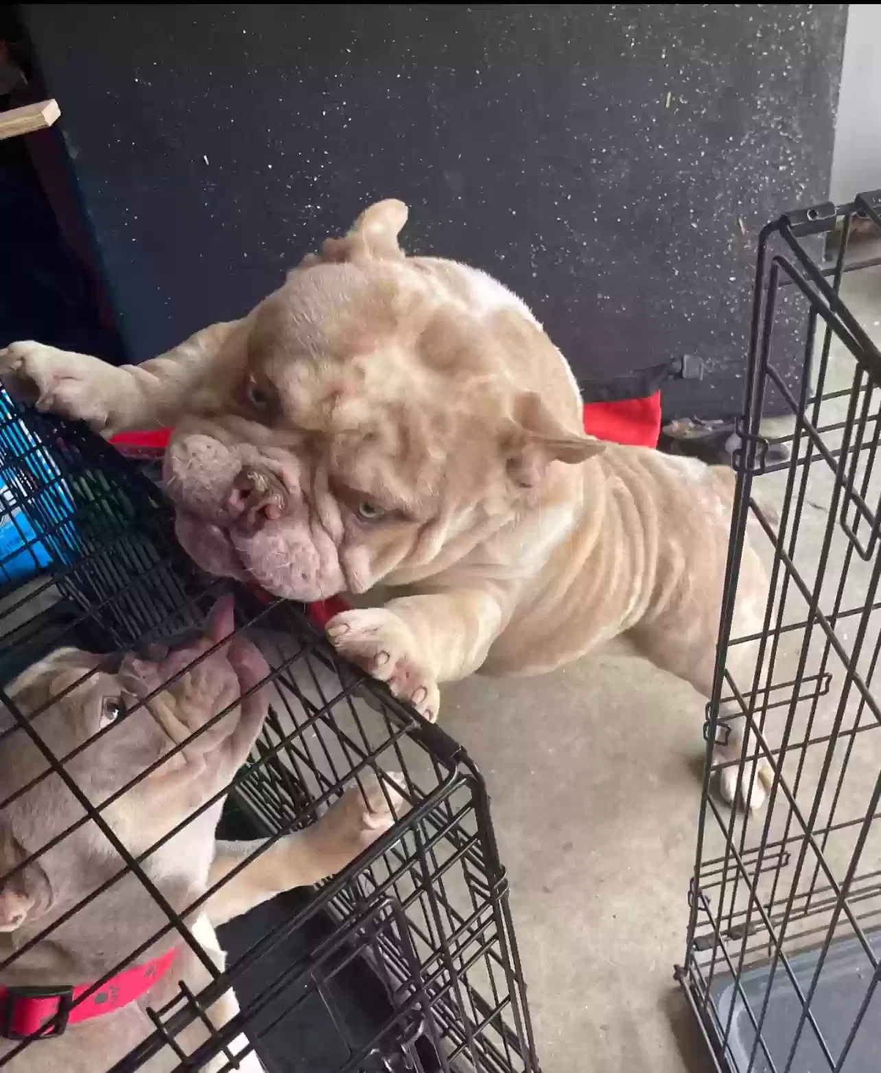 Lost dog in Conyers, GA, 30012