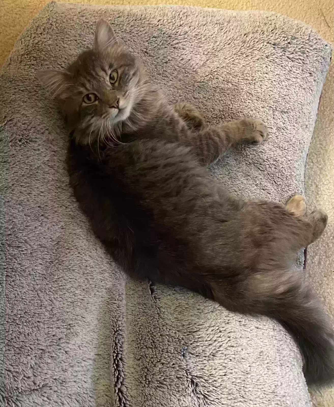 Lost cat in Ranger, GA, 30734