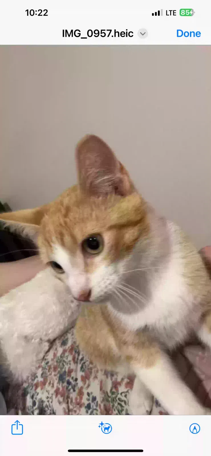 Lost cat in Tampa, FL, 33618