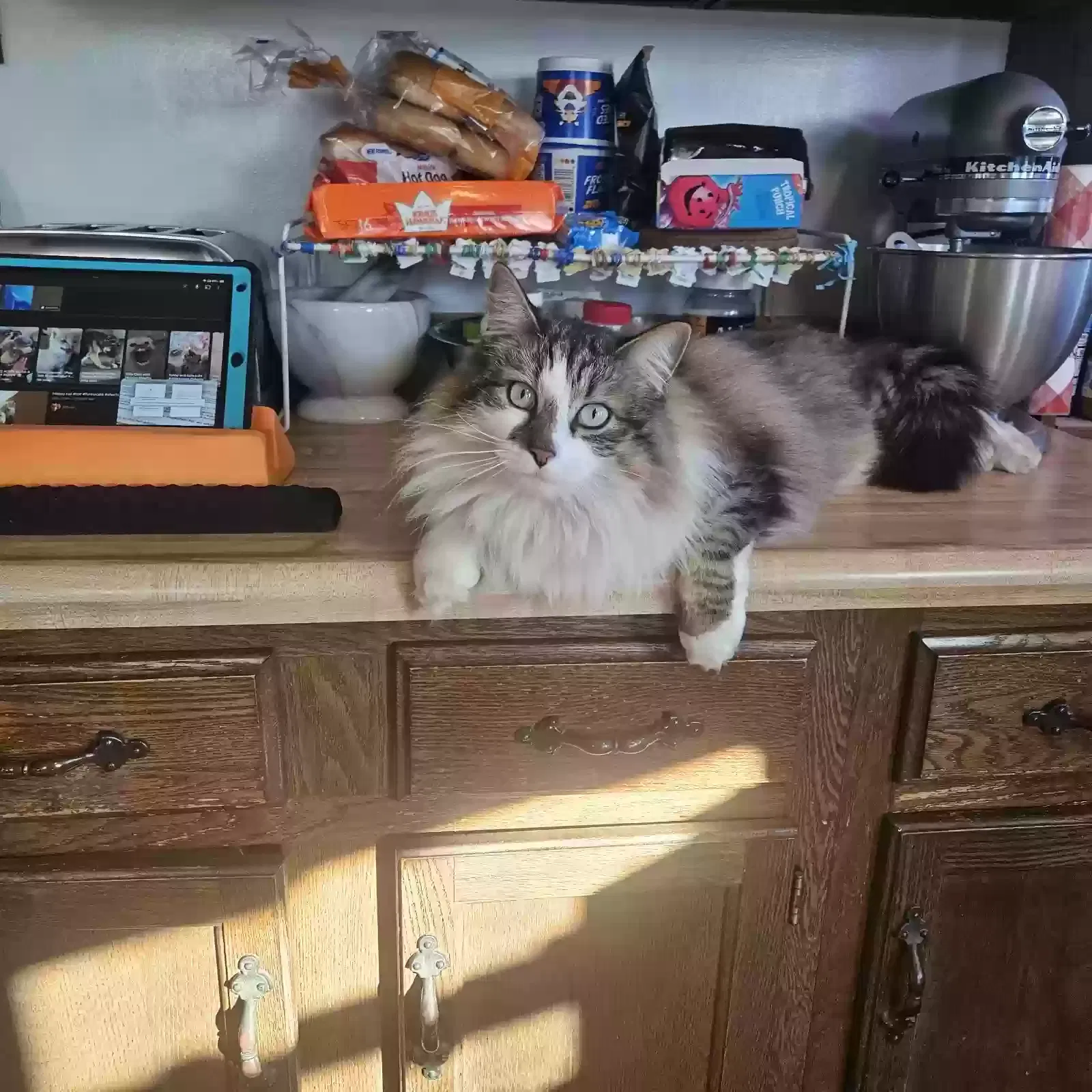 Lost cat in Topeka, KS, 66614