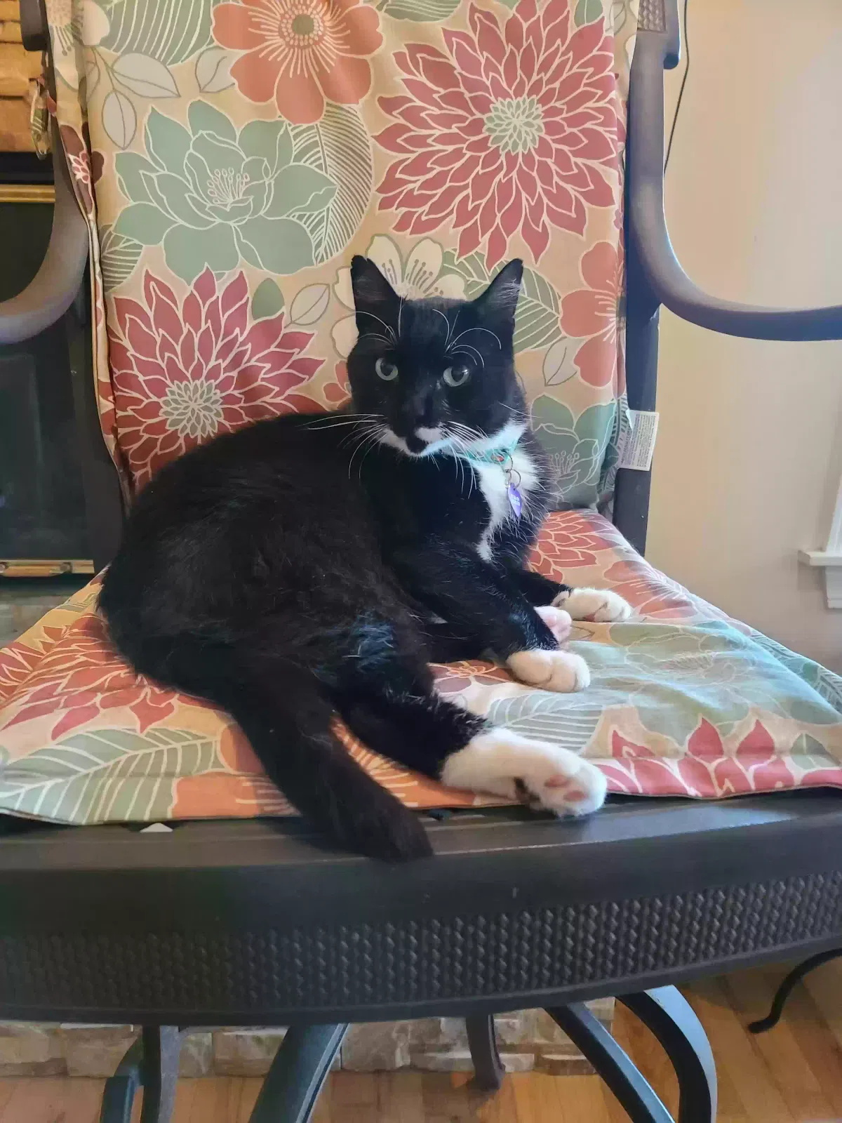 Lost cat in Odessa, TX, 79763