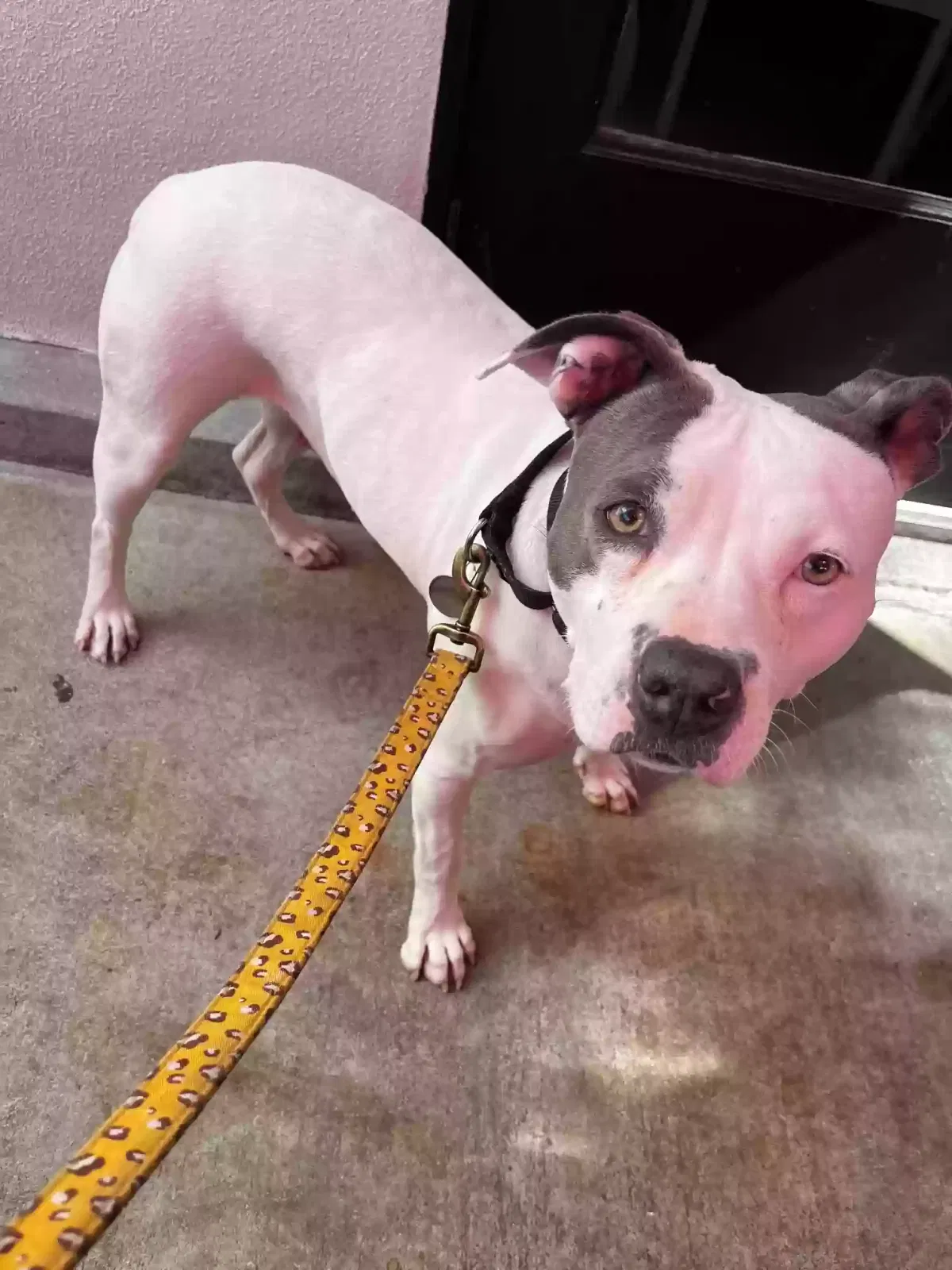 Lost dog in Los Angeles, CA, 90026