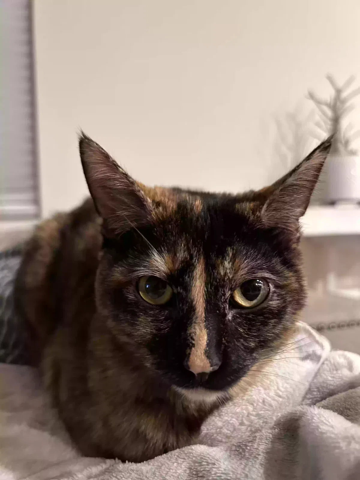 Lost cat in Sacramento, CA, 95834