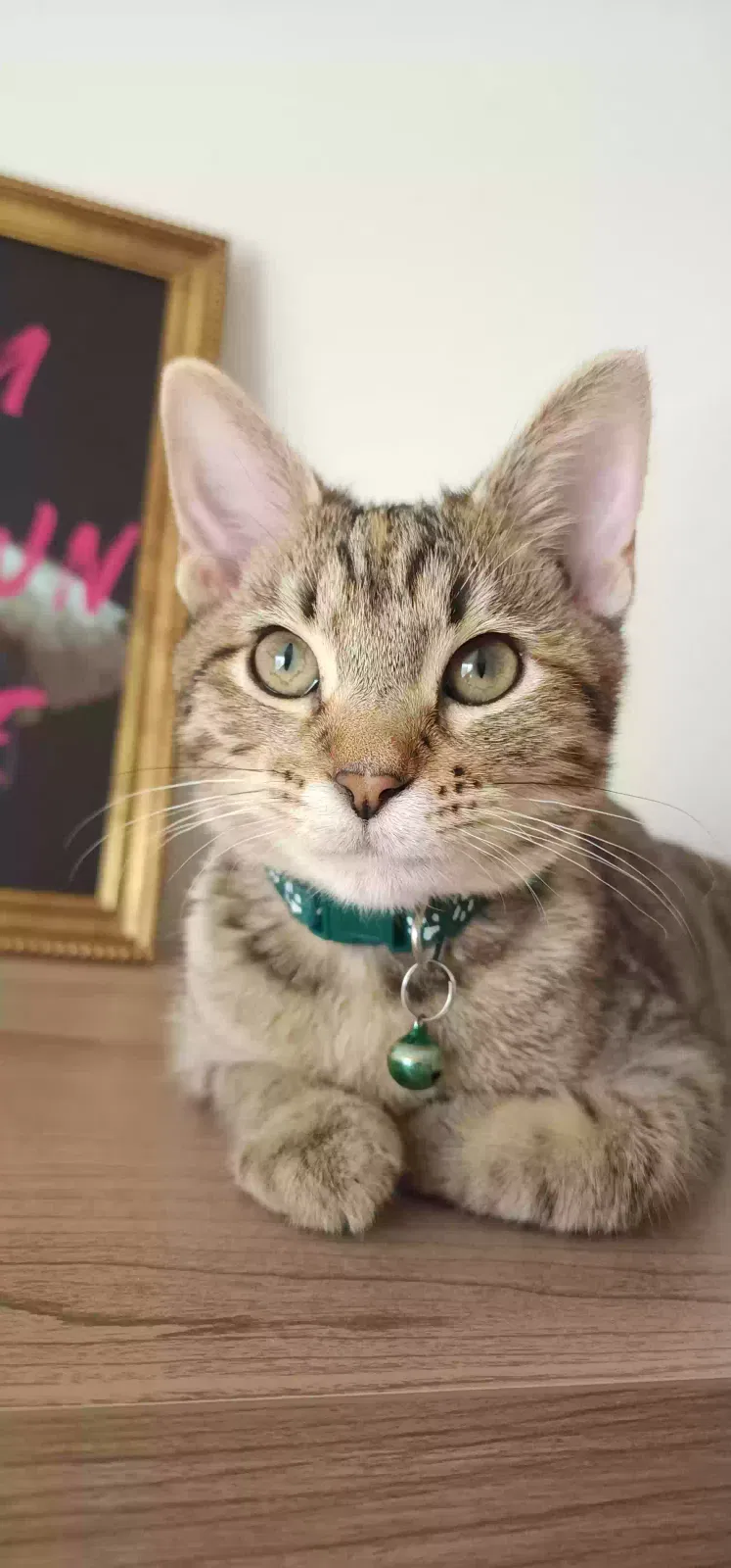 Lost cat in San Jacinto, CA, 92583
