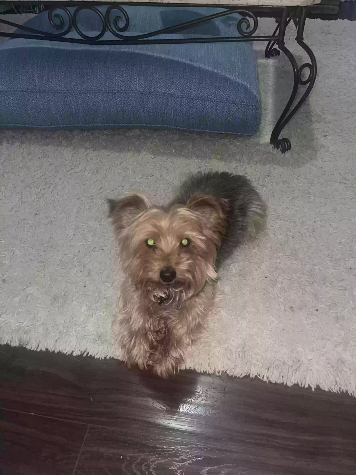 Lost dog in Riverdale, GA, 30296