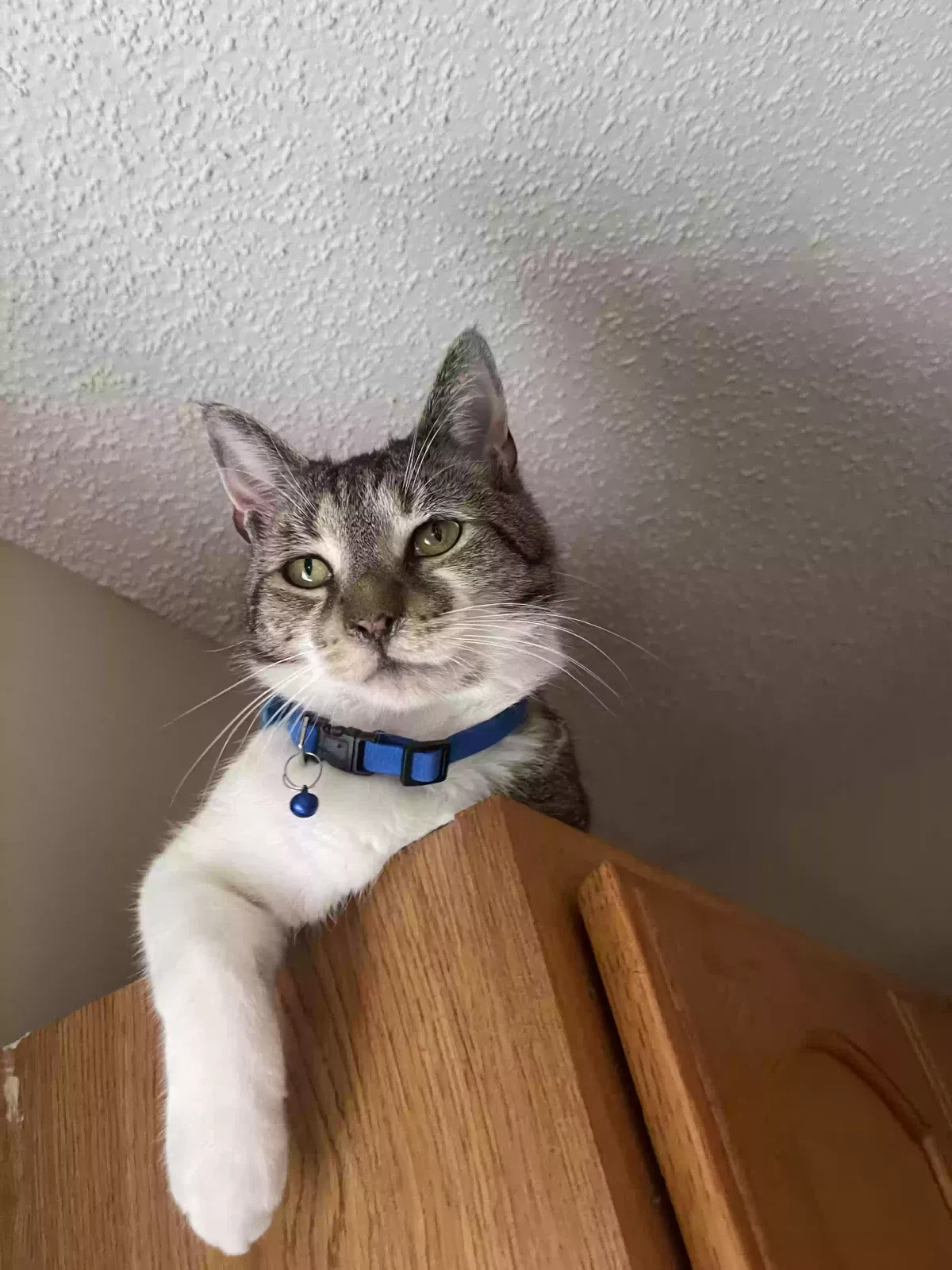 Lost cat in Summerville, SC, 29485