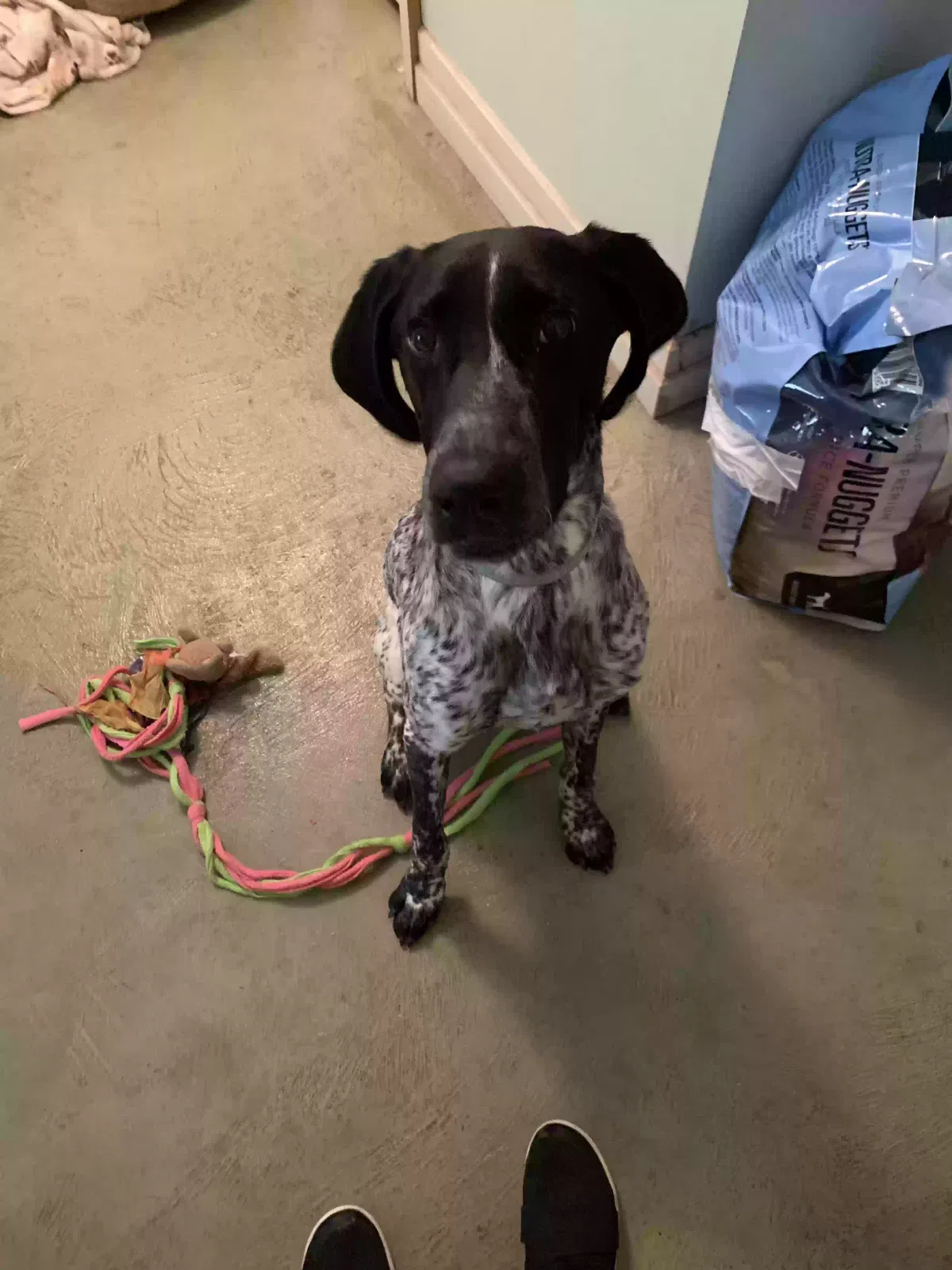 Found dog in Fresno, CA, 93711