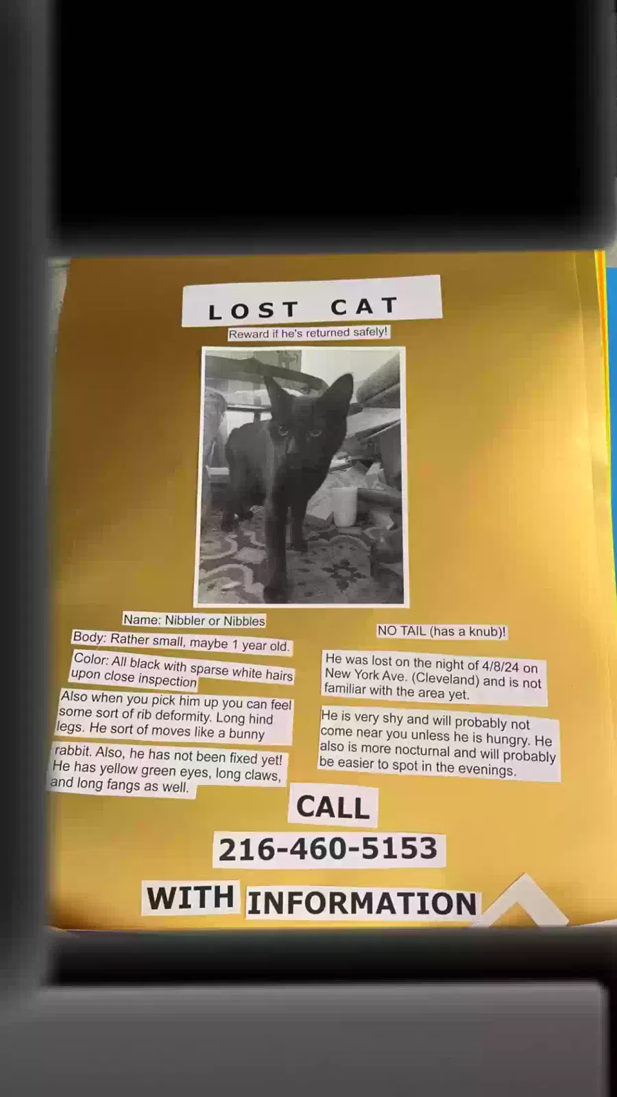 Lost cat in Cleveland, OH, 44105