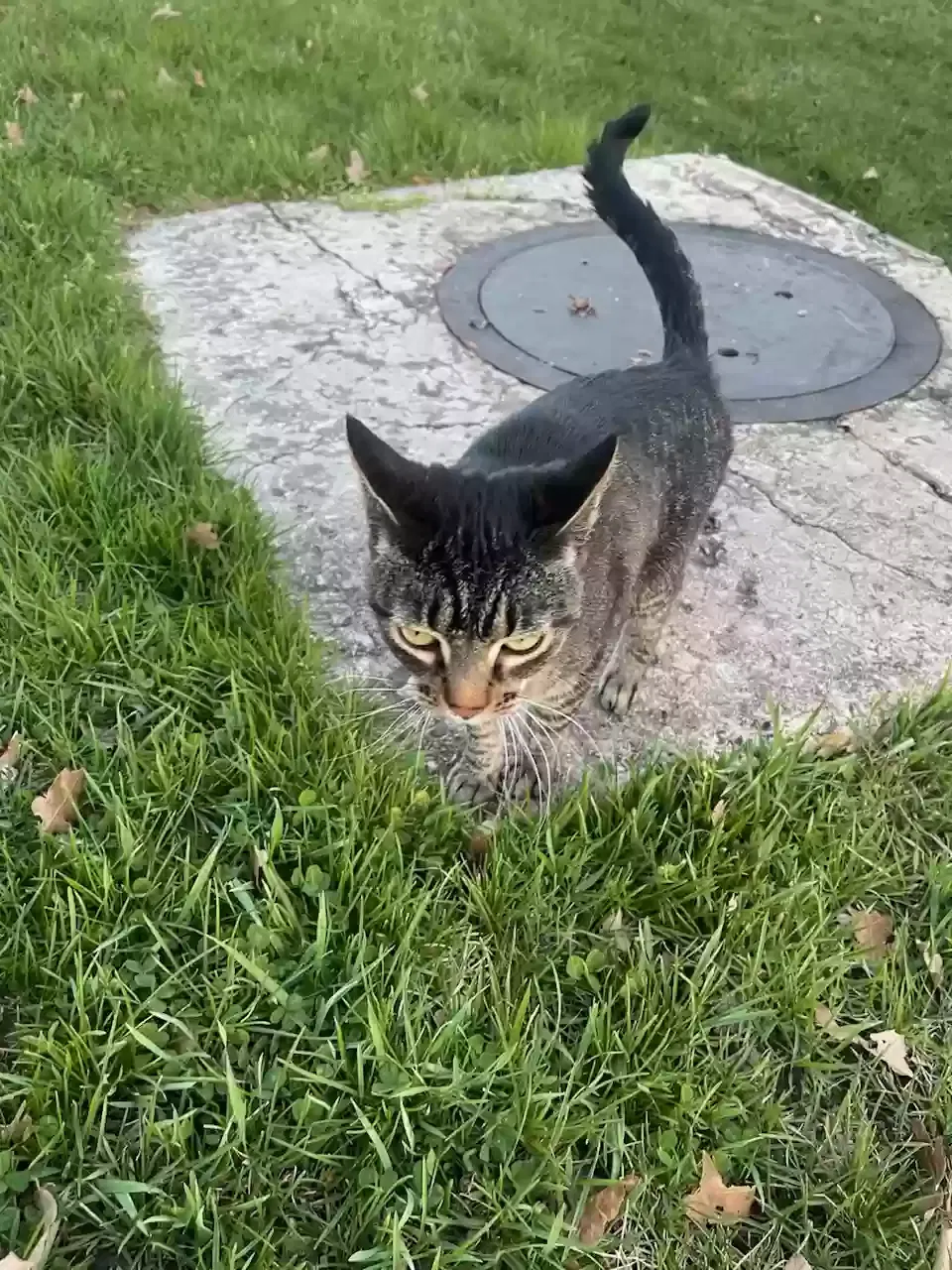 Found cat in Grand Rapids, MI, 49505