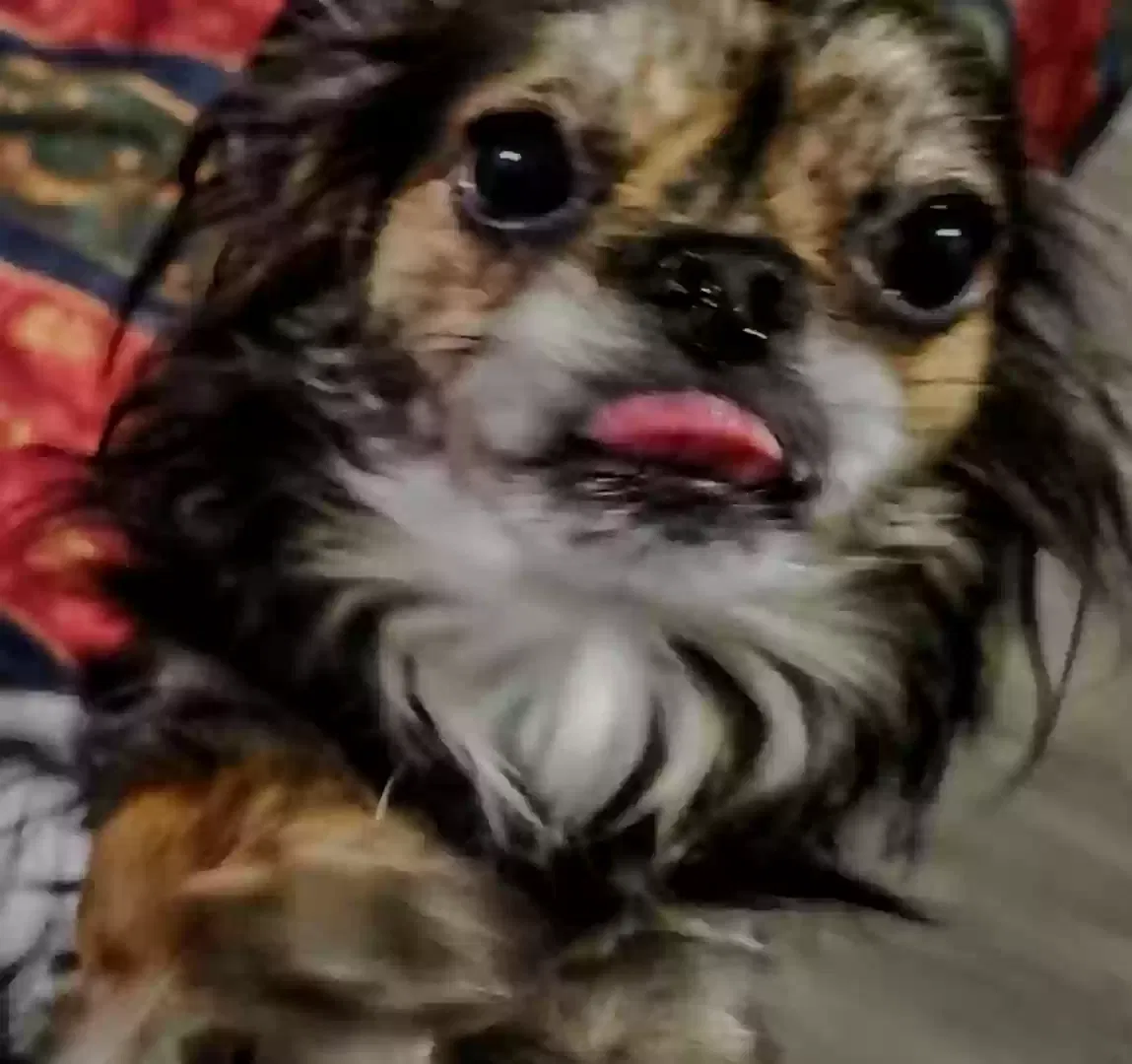 Lost dog in Fort Worth, TX, 76115