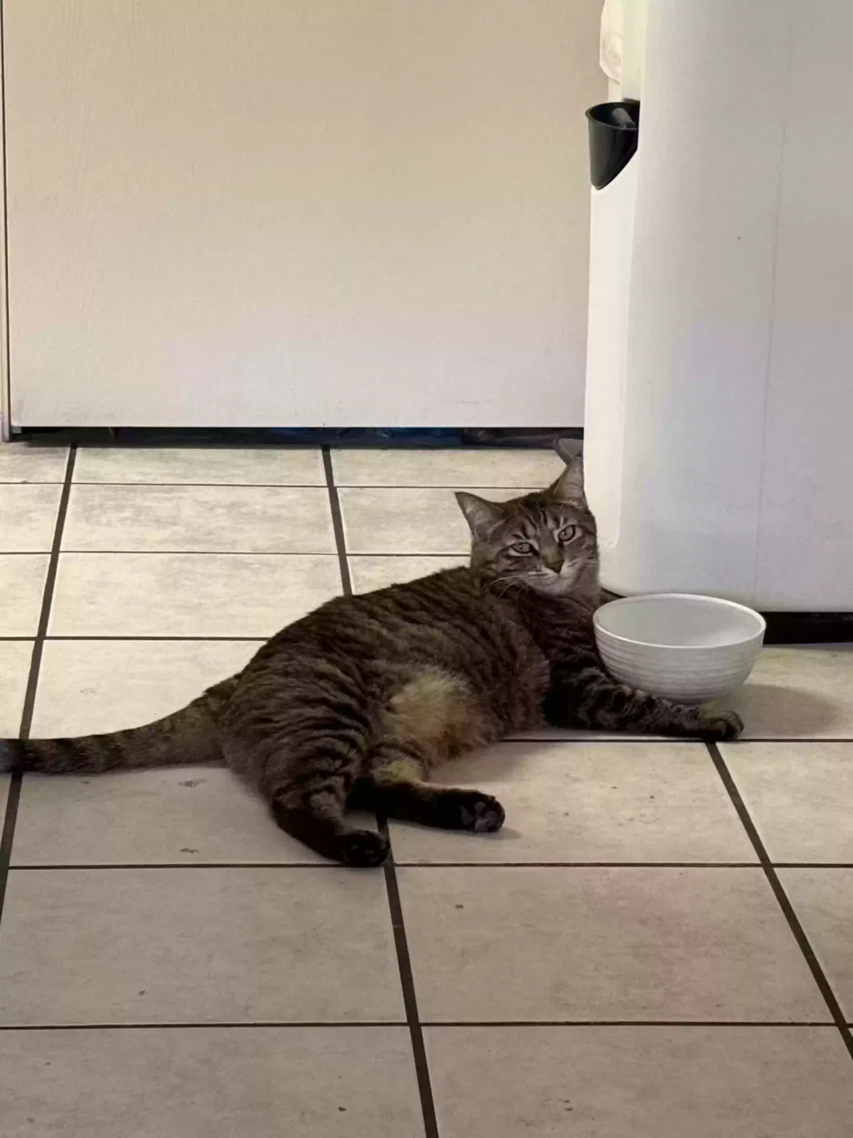 Lost cat in Tempe, AZ, 85282
