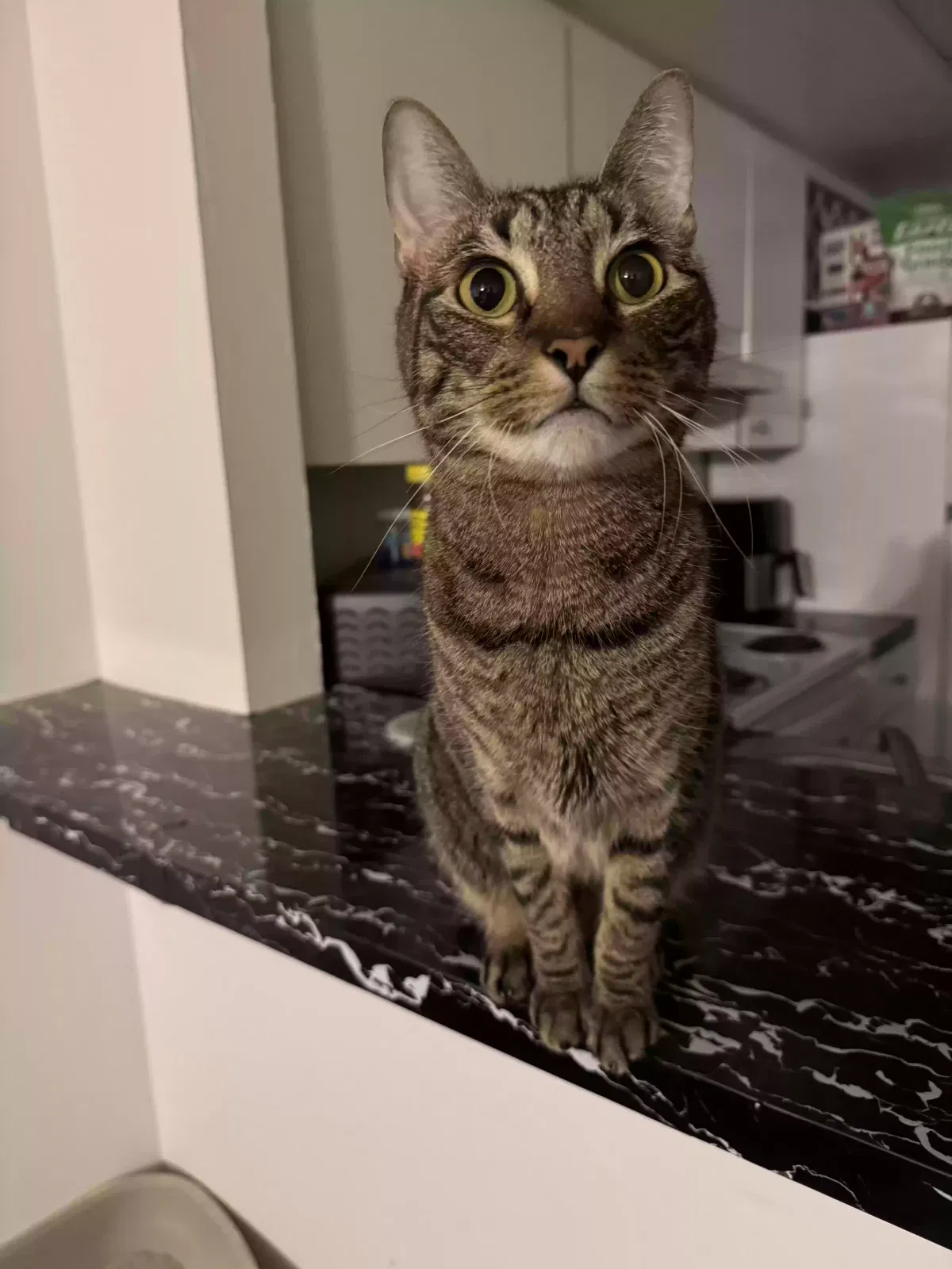 Lost cat in North Fort Myers, FL, 33903