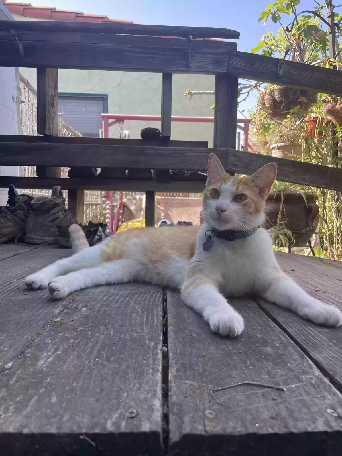 Lost cat in San Jose, CA, 95126