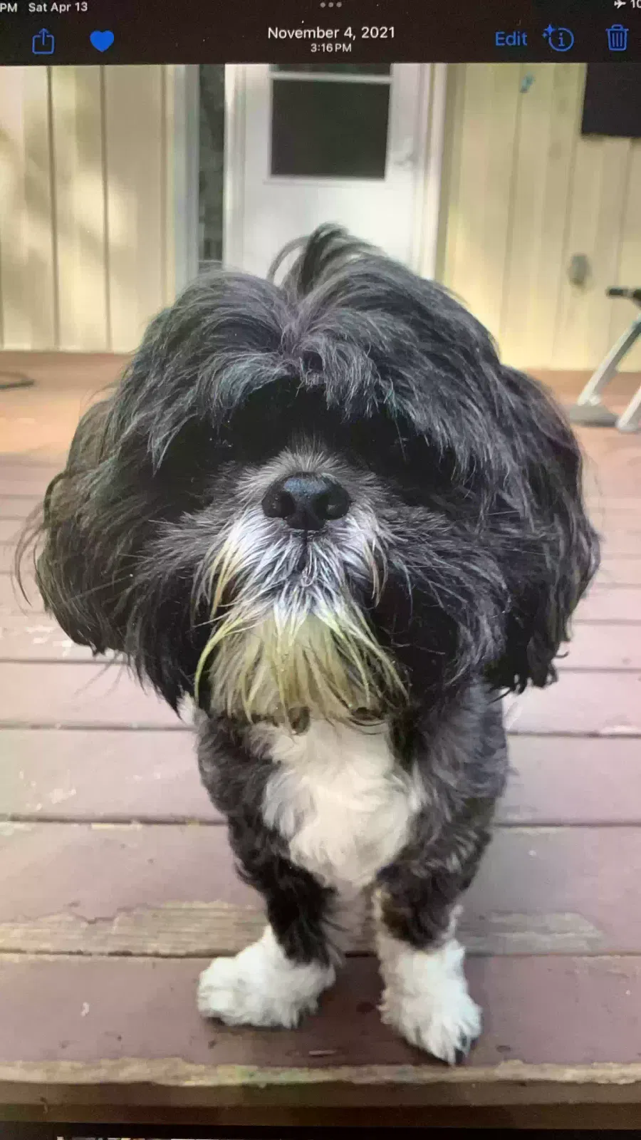 Lost dog in Ladys Island, SC, 29907