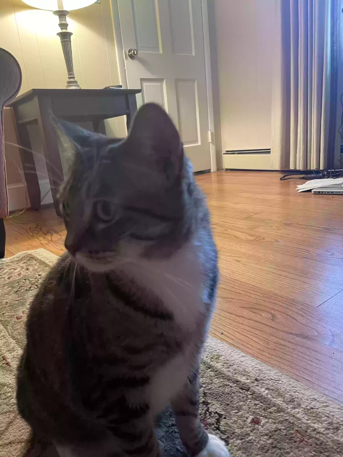 Lost cat in Virginia Beach, VA, 23452