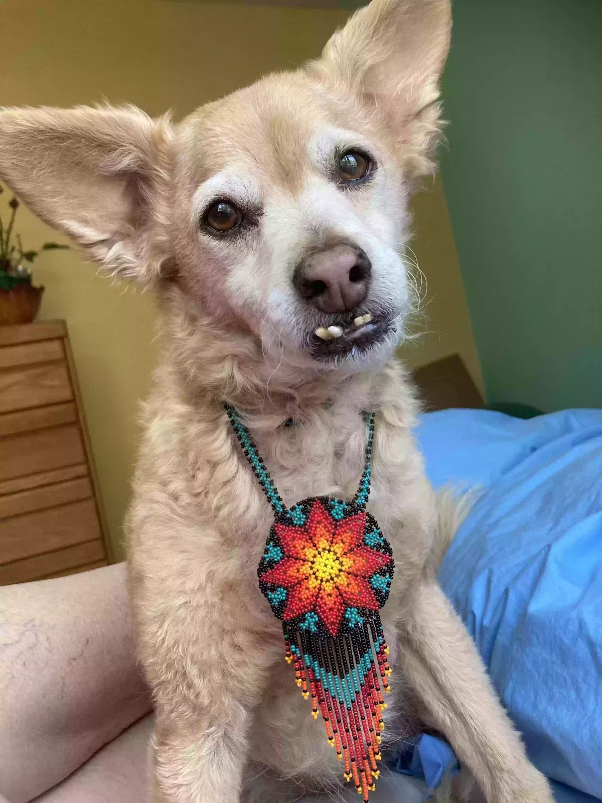 Lost dog in Nevada City, CA, 95959