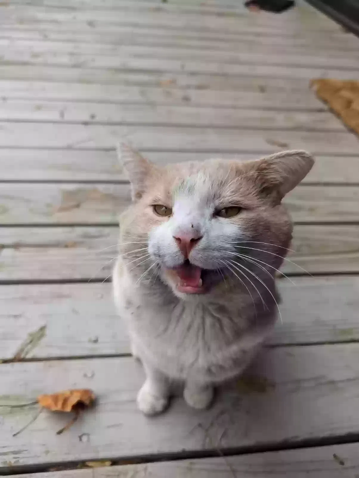 Lost cat in Greensboro, NC, 27410
