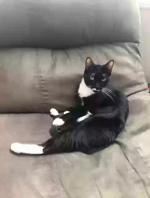 Lost cat in Kalamazoo, MI, 49009