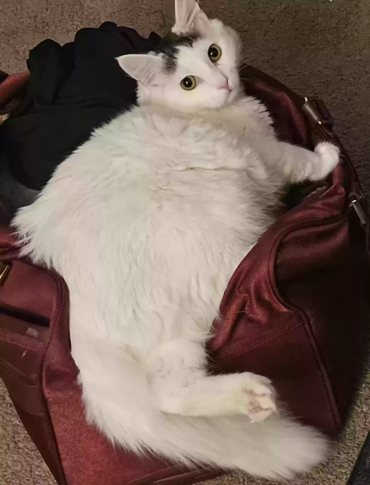 Lost cat in Fullerton, CA, 92835