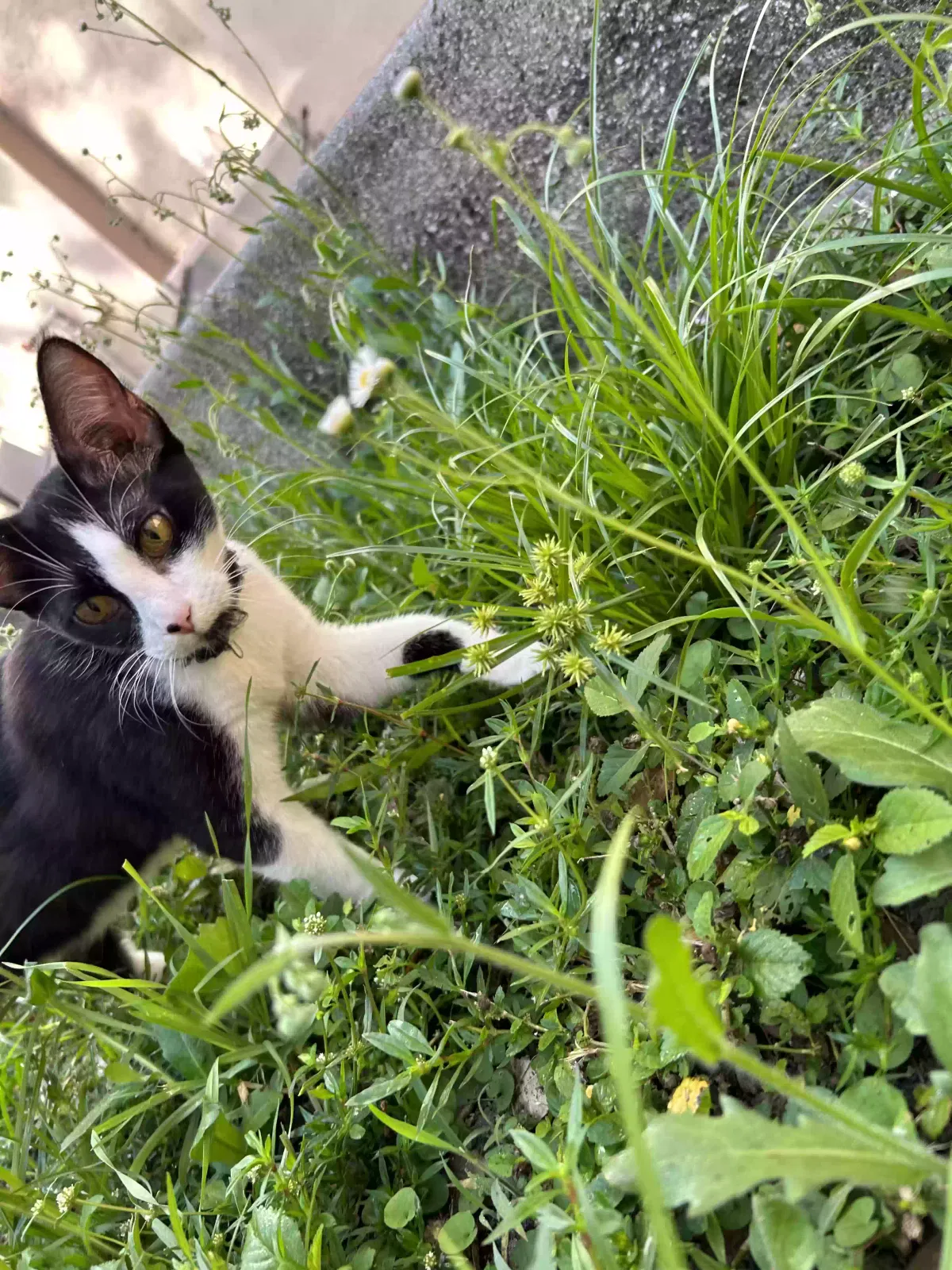Lost cat in Fort Myers, FL, 33916
