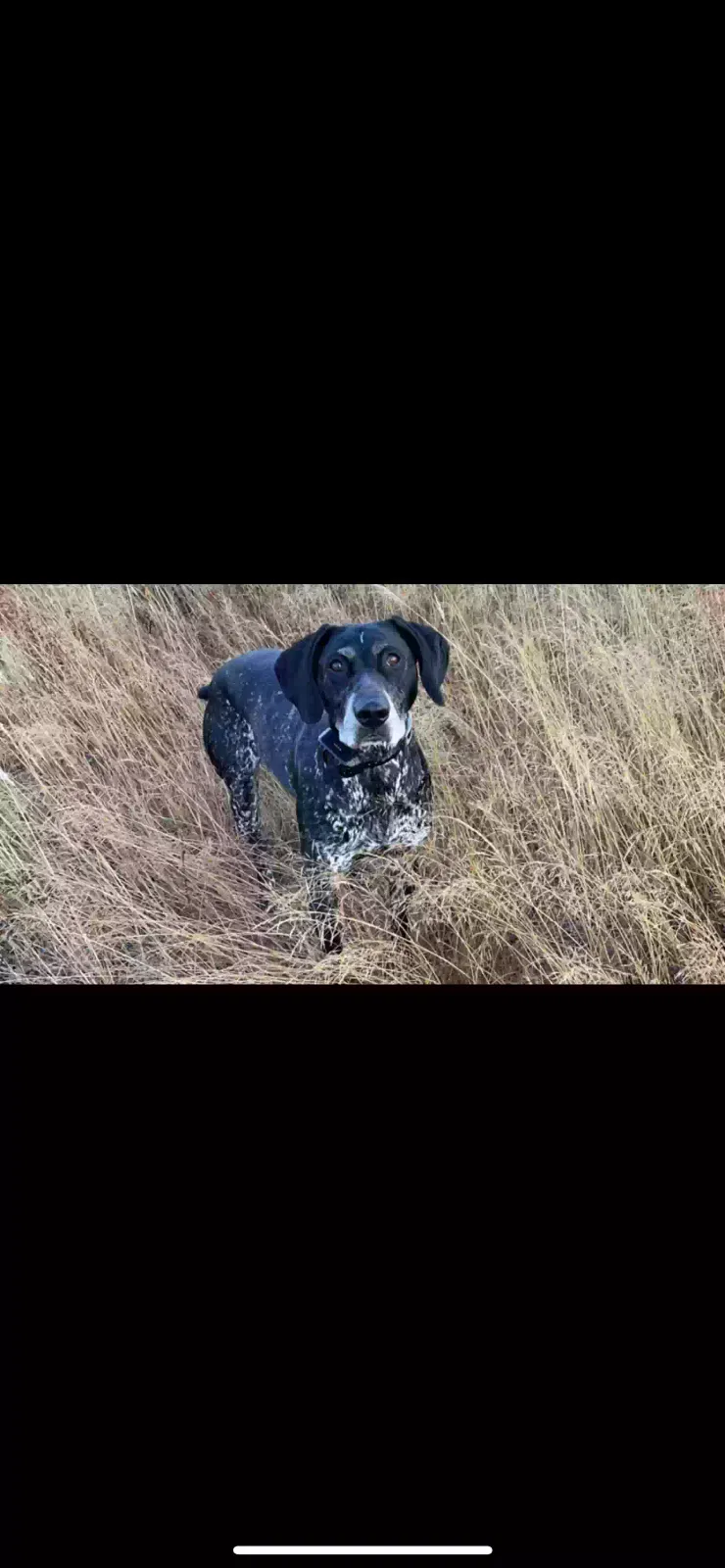 Lost dog in Graham, WA, 98338