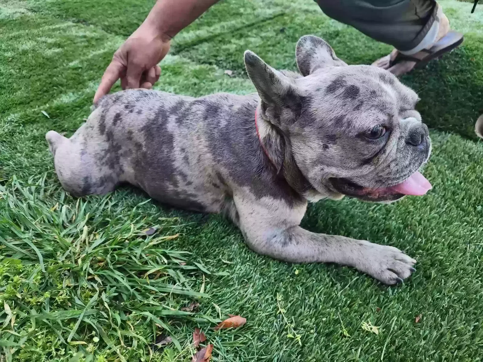 Lost dog in Los Angeles, CA, 90011