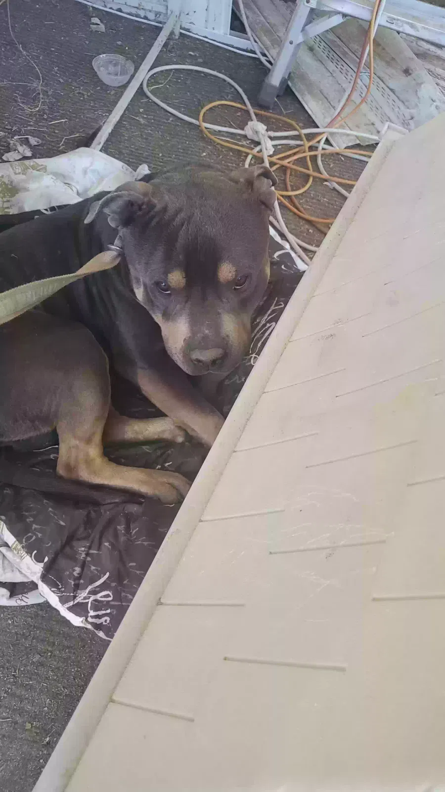 Found dog in Homeland, CA, 92548