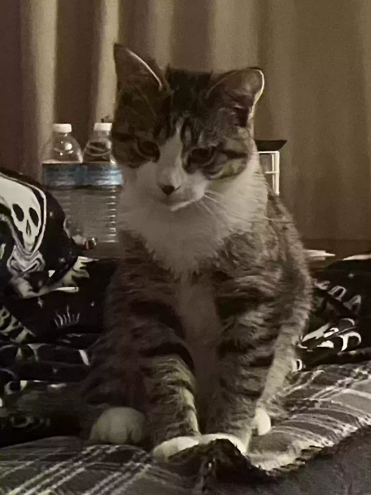 Lost cat in Lawrence, MA, 1843