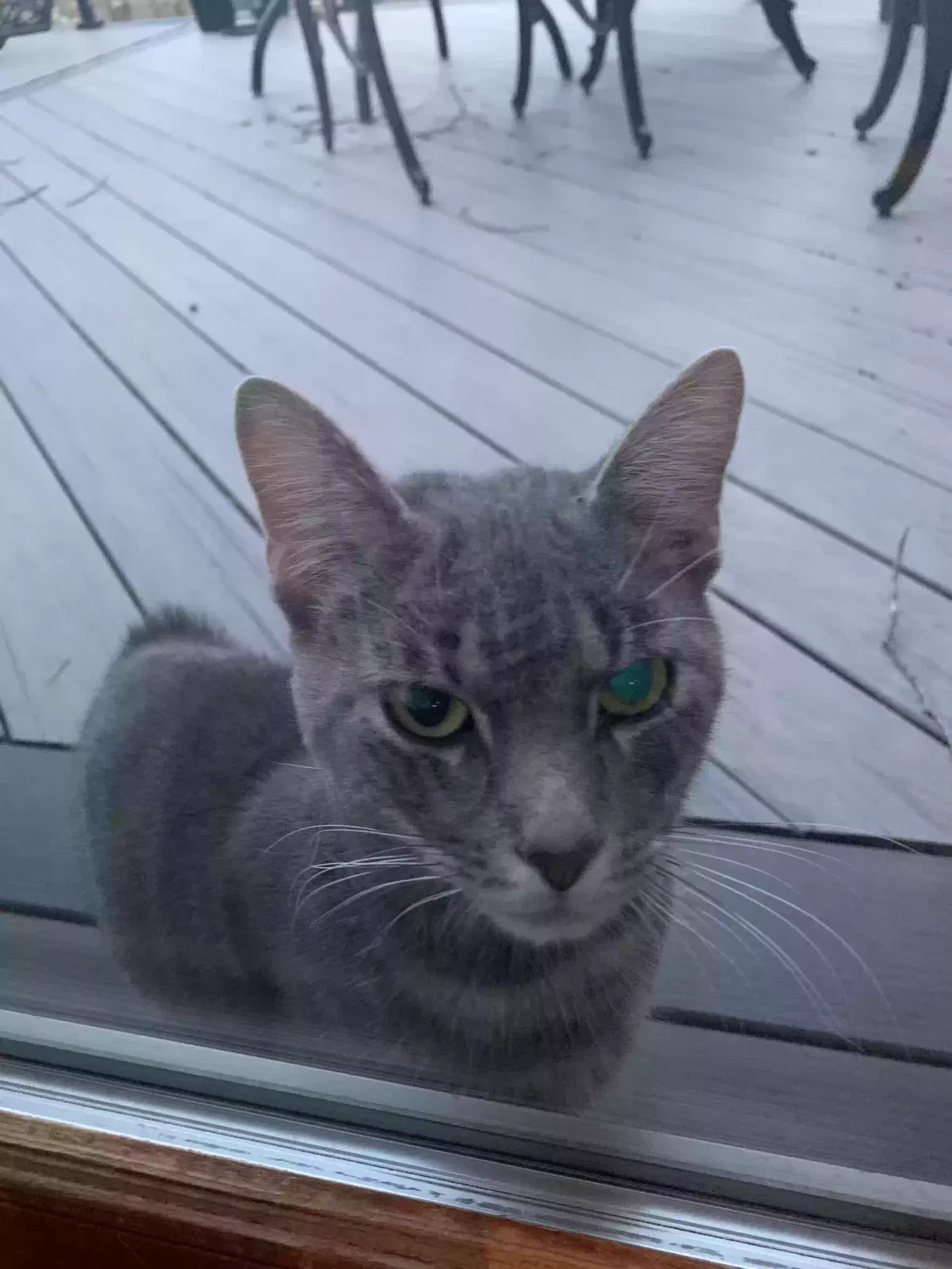 Found cat in Alexandria, OH, 43001