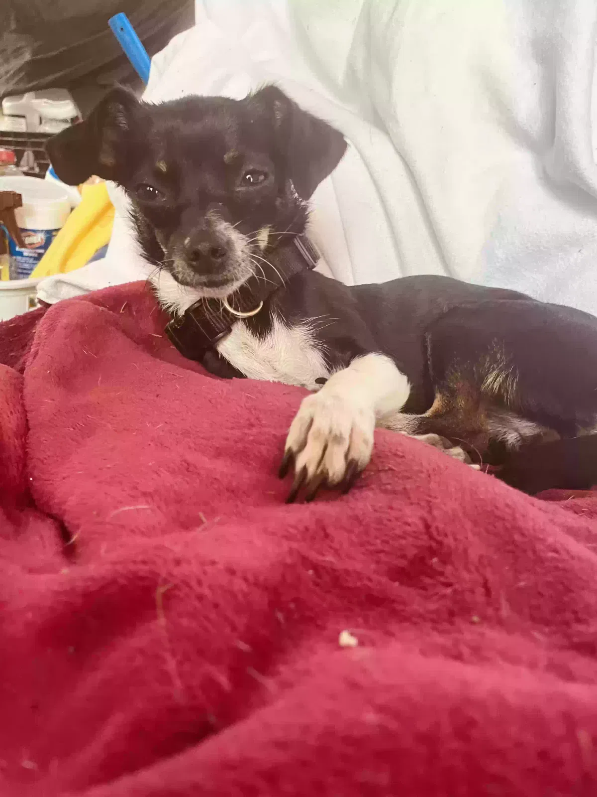 Found dog in Jacksonville, FL, 32256