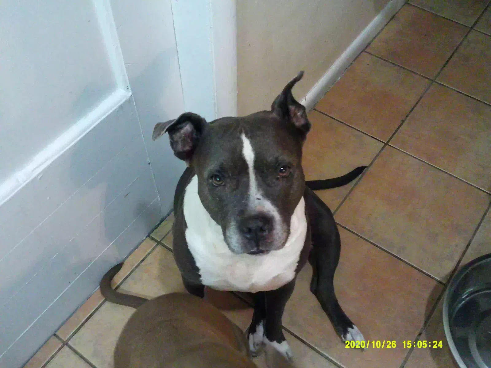 Lost dog in Port Charlotte, FL, 33952