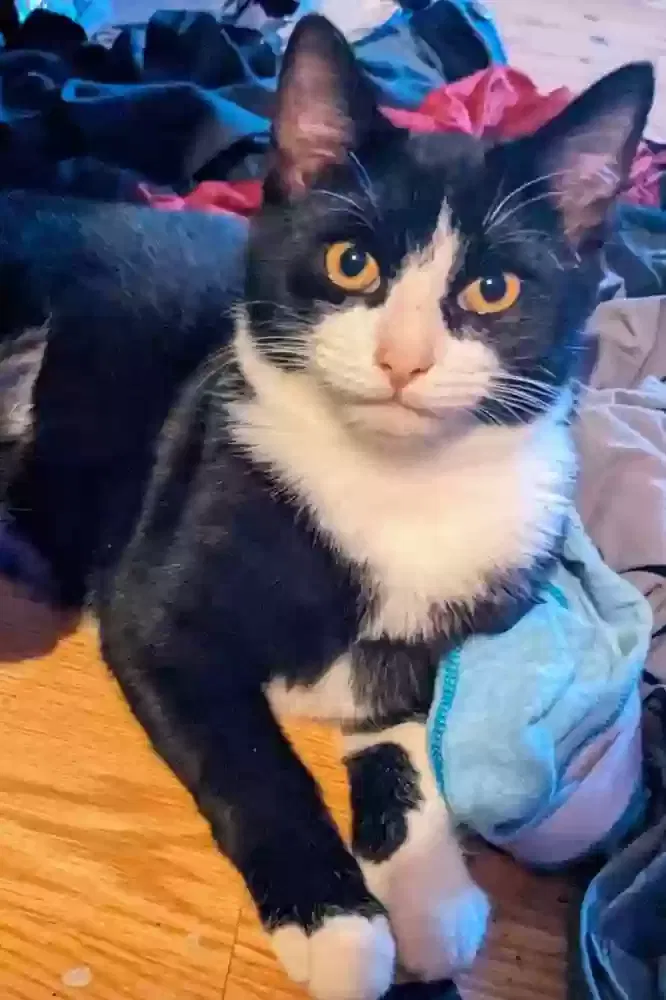 Lost cat in Bethpage, TN, 37022