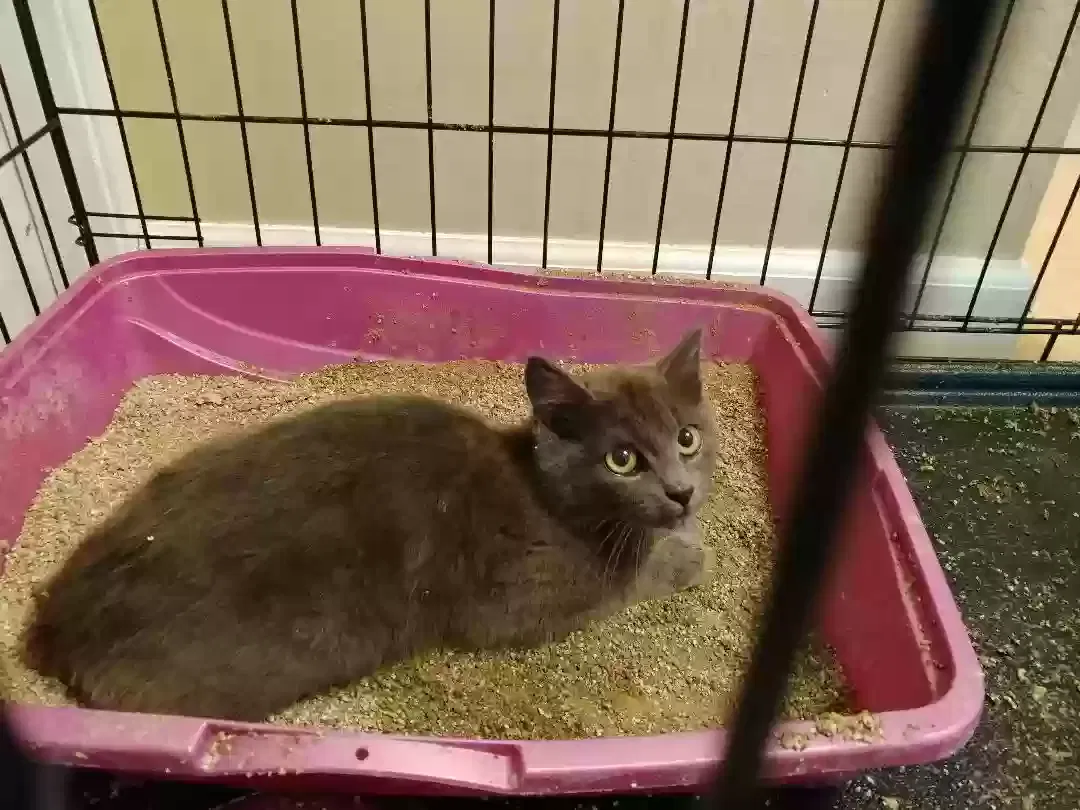 Found cat in San Jose, CA, 95136