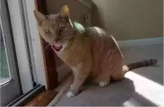 Lost cat in San Jose, CA, 95136
