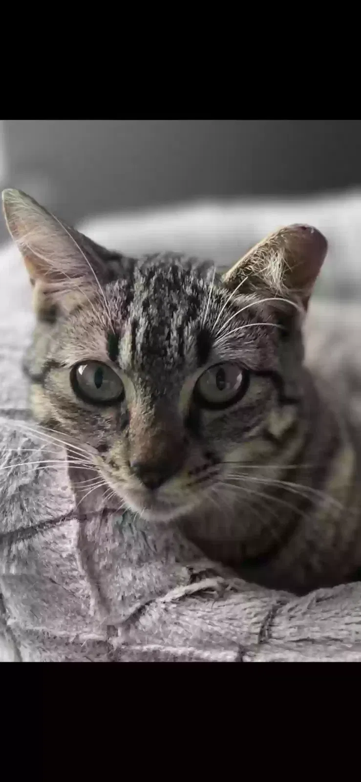 Lost cat in Houston, TX, 77074