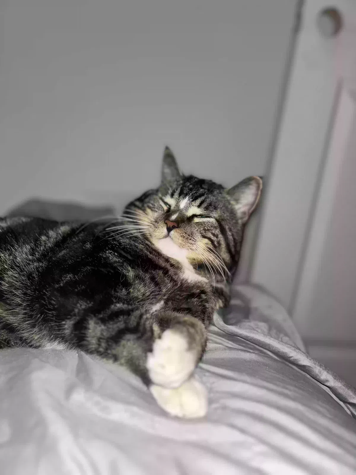 Lost cat in Kannapolis, NC, 28083