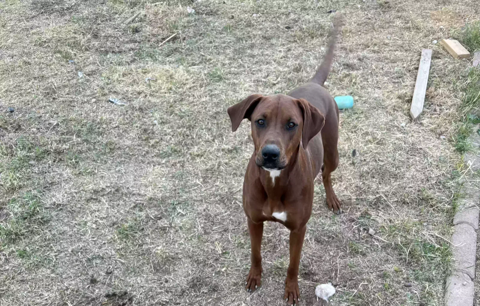 Lost dog in Glendale, AZ, 85301